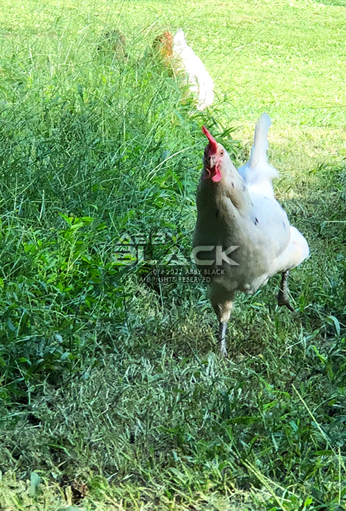 Chicken33