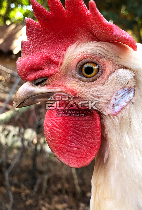 Chicken28