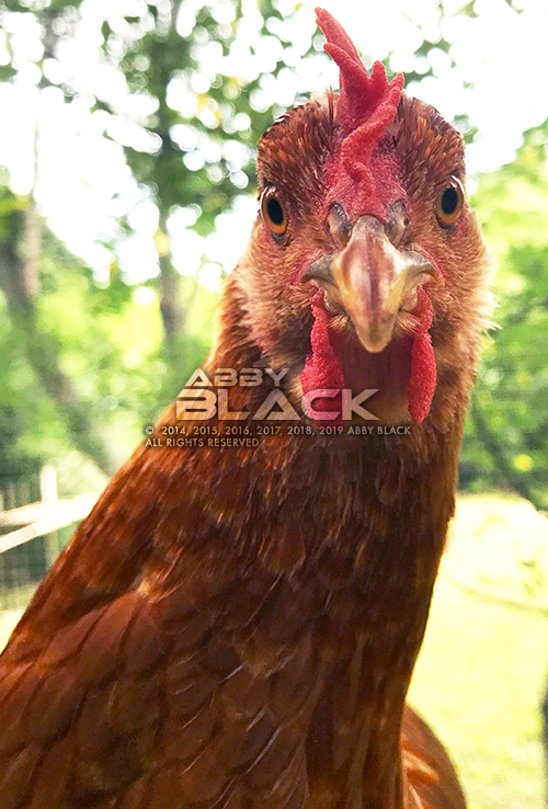 Chicken12