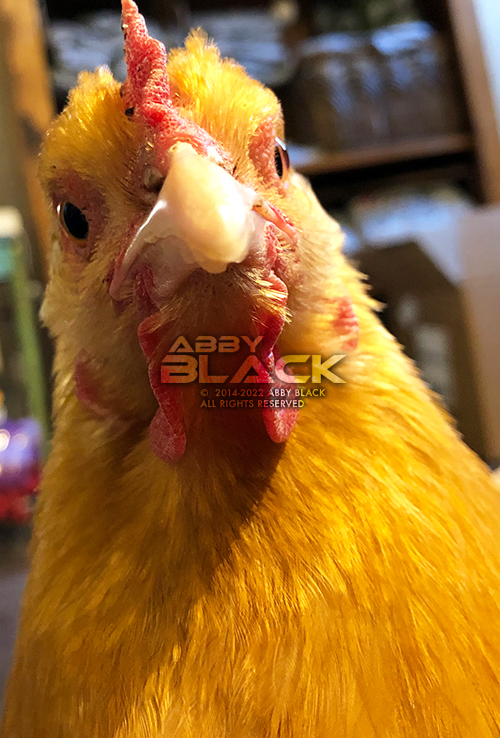 Chicken31