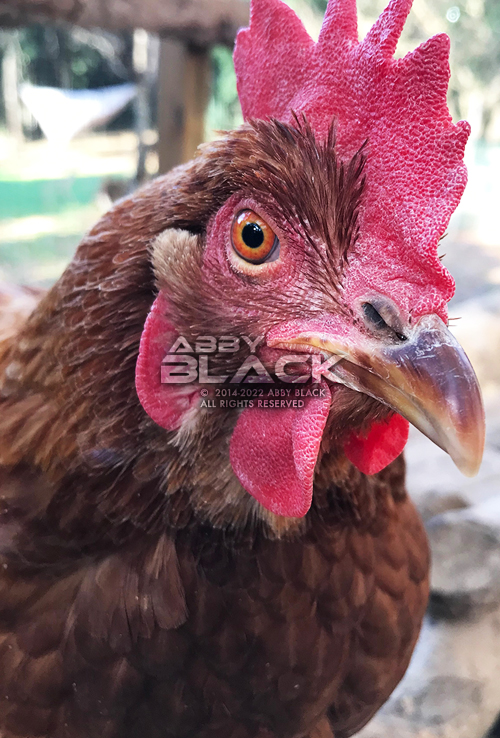 Chicken48