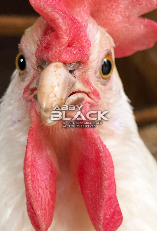 Chicken35