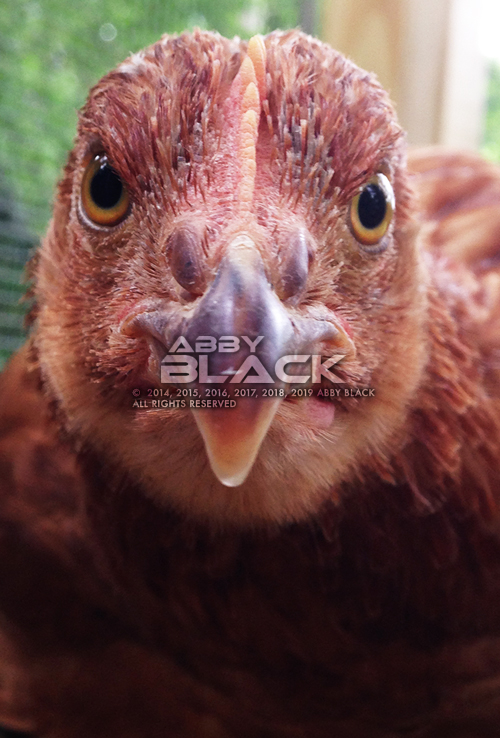 Chicken24