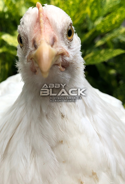 Chicken44