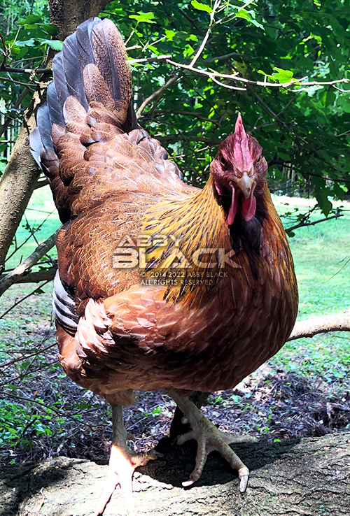 Chicken38