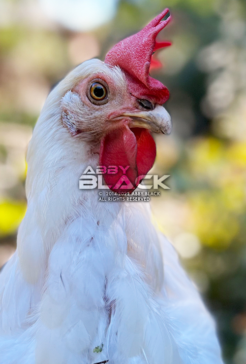 Chicken34