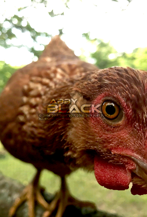 Chicken26