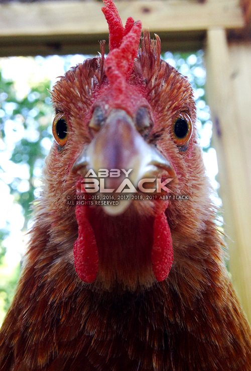 Chicken02