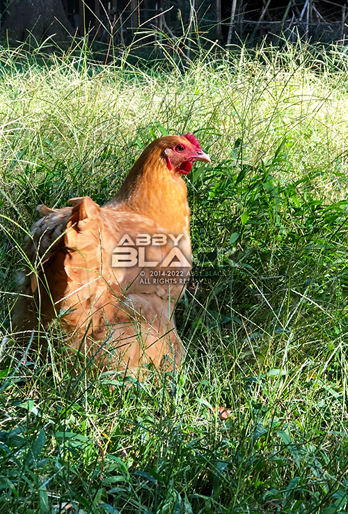 Chicken32
