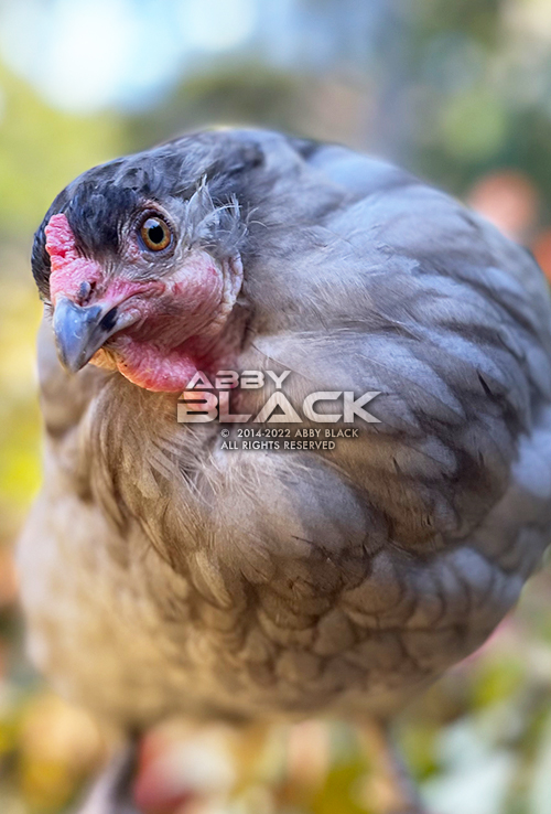 Chicken36